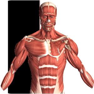 3D Anatomy Pro Apk [Latest Version] Download For Android | Apkapps.org